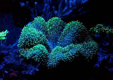 Yeşil mantarı mantar deri mercan (Sarcophyton sp.)