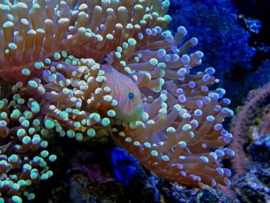 Yeşil palyaço kaya balığı (Gobiodon atrangulatus)