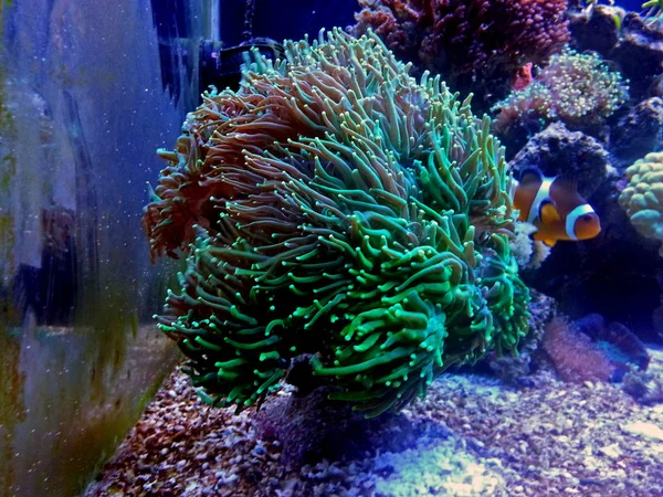 Euphyllia Corail Lps Coloré Dans Aquarium Eau Salée — Photo