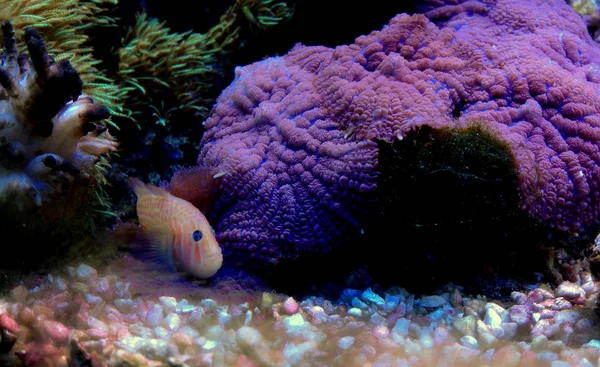 Green Clown Goby Gobiodon Atrangulatus — Stockfoto