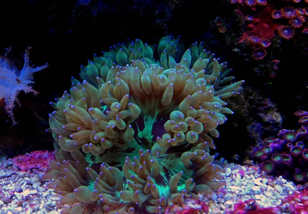 Lps Elegante Koralle Riffaquarium Catalaphyllia Jardinei — Stockfoto