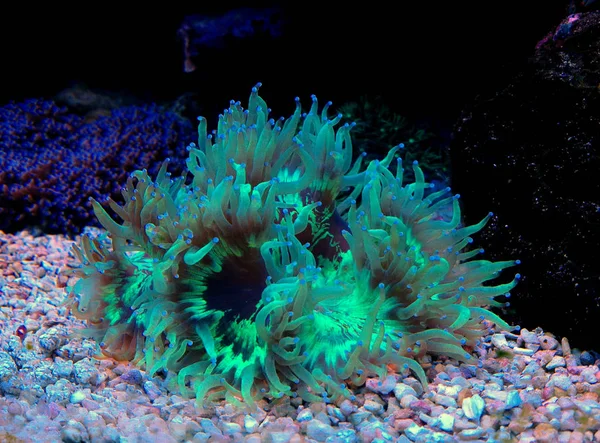 Lps Elegance Mercan Resif Akvaryum Catalaphyllia Jardinei — Stok fotoğraf