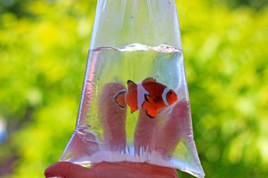 Çantada Ocellaris clownfish yeni evine taşınması hazırdır