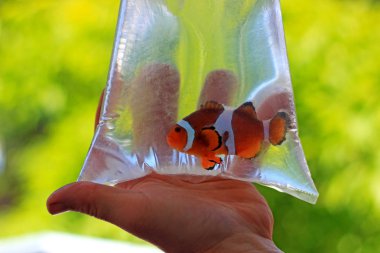 Çantada Ocellaris clownfish yeni evine taşınması hazırdır