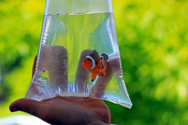 Ocellaris Anemoonvis Zak Klaar Worden Vervoerd Naar Nieuwe Thuis — Stockfoto