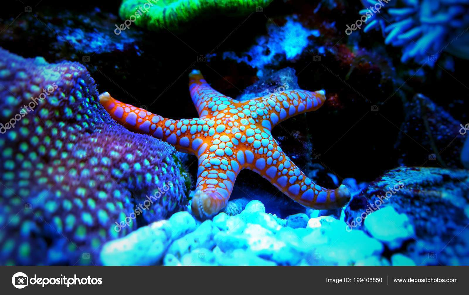 Orange Starfish Reef Aquarium Tank Close Shot Stock Photo by ©Vojce