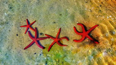 Yunanistan'da kurulan Akdeniz üzerinden kırmızı deniz yıldızı rearrest