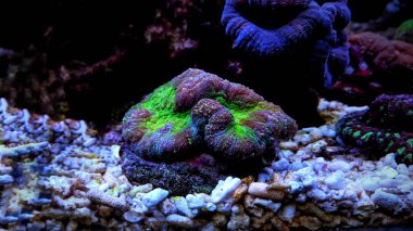 Açık beyin symphyllia lps mercan