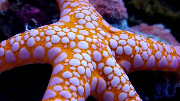Étoile Mer Orange Dans Aquarium Récifal Avec Gros Plan — Photo