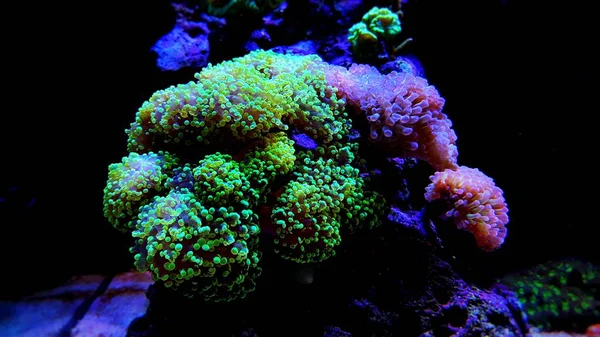 Euphyllia Farbenfrohe Lps Korallen Meerwasseraquarium — Stockfoto