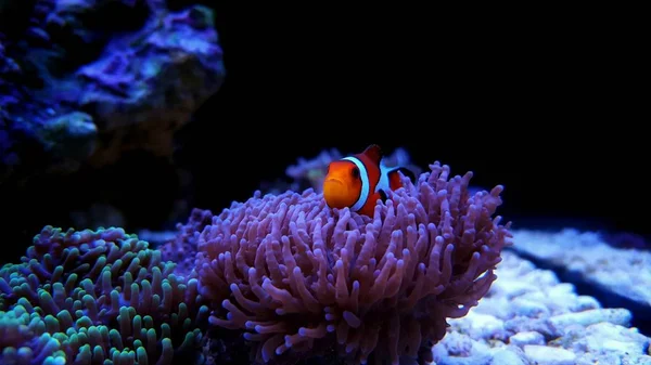 Ocellaris Pesce Pagliaccio Amphiprion Ocellaris — Foto Stock