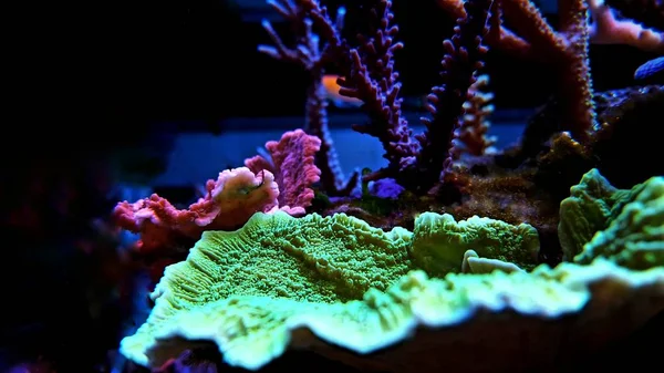Montipora Sps Coral Аквариуме Солеными Рифами — стоковое фото