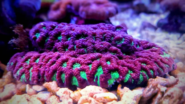 Preferiti Lps Corallo Colpo Subacqueo — Foto Stock