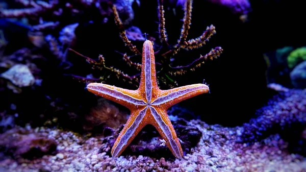 Estrela Mar Laranja Aquário Recife Com Close Shot — Fotografia de Stock