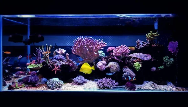 Coral reef aquarium fish tank