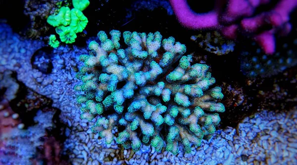 Sps Coral Tanque Acuario Arrecife — Foto de Stock