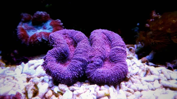 Offenes Gehirn Symphyllia Lps Korallen — Stockfoto