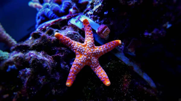 Estrella Mar Naranja Tanque Acuario Arrecife Con Disparo Cerca —  Fotos de Stock