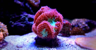 Blatomussa Lps mercan saltwater akvaryum resif tank