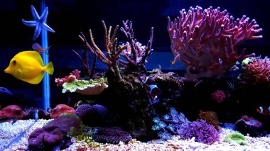 Mercan resif akvaryum akvaryum