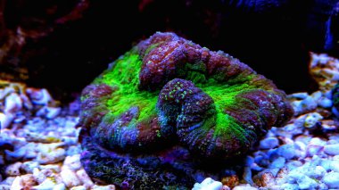 Açık beyin symphyllia lps mercan