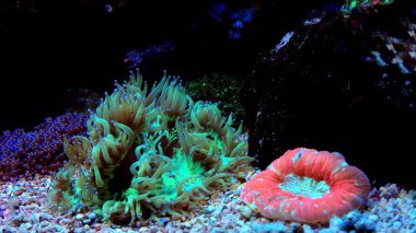 Açık beyin mercan akvaryum resif tank