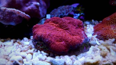 Açık beyin symphyllia lps mercan