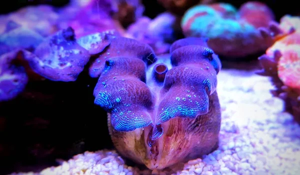 Palourde Maxima Violette Dans Aquarium Récifal Corallien — Photo