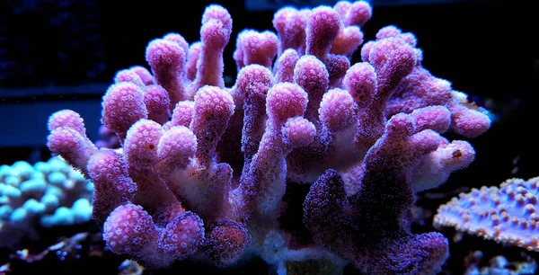 Sps Koraller Reef Akvarium Tank — Stockfoto