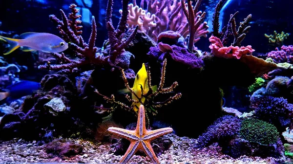 Coral reef aquarium fish tank