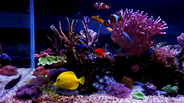 Koraal Rif Aquarium Fish Tank — Stockfoto