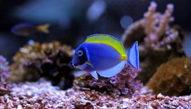 Powder Blue Tang - Acanthurus leucosternon