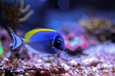 Powder Blue Tang - Acanthurus leucosternon