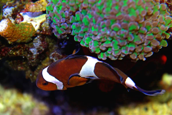 Ocellaris Clownfish Amphiprion Ocellaris — Stock Photo, Image