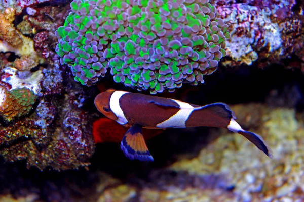 Ocellaris Clownfish Amphiprion Ocellaris — Photo