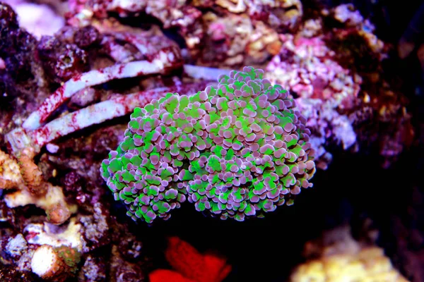 Euphyllia Colorfull Lps Coral Saltvatten Akvarium — Stockfoto