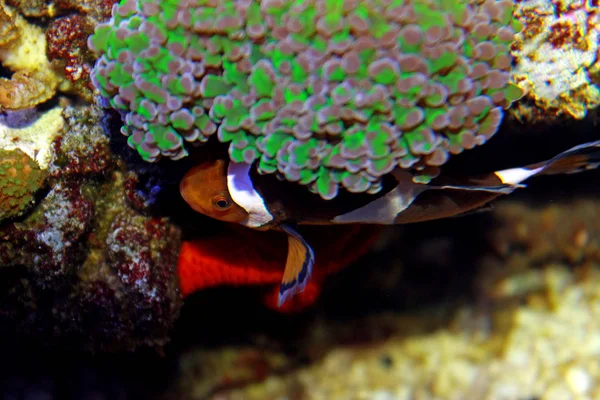 Ocellaris Clownfish Amphiprion Ocellaris — Photo
