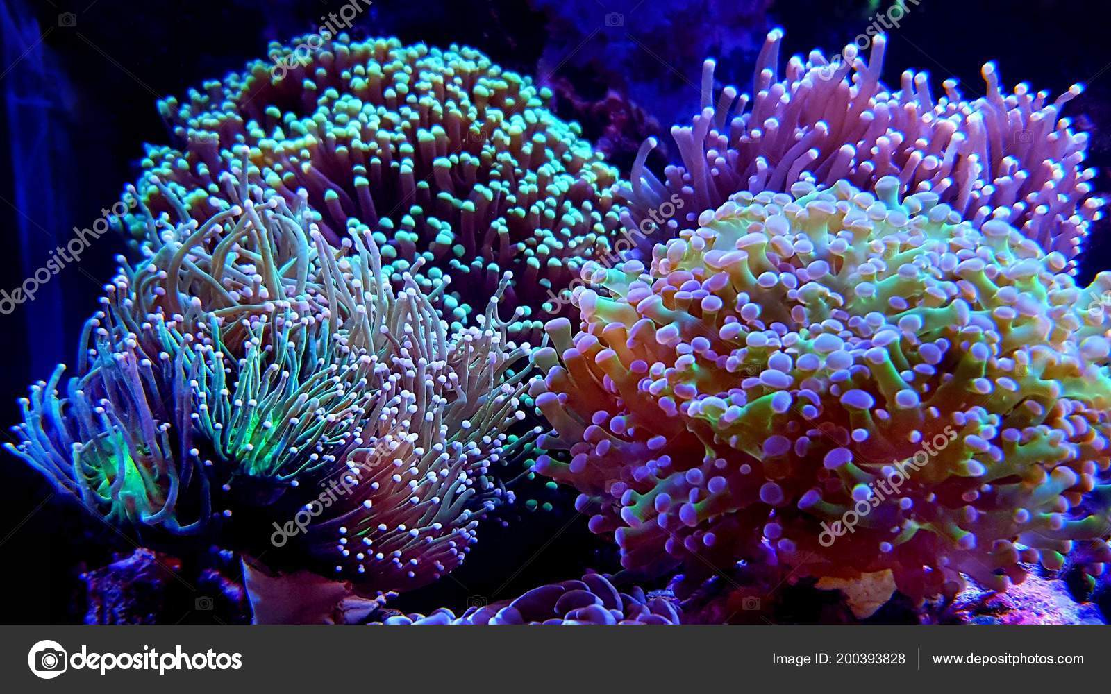 tiggeri Tanke klamre sig Euphyllia Colorfull Lps Coral Saltwater Aquarium Stock Photo by ©Vojce  200393828