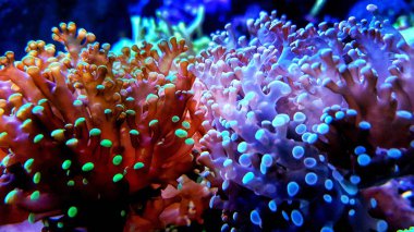 Euphyllia colorfull lps coral in saltwater aquarium  clipart