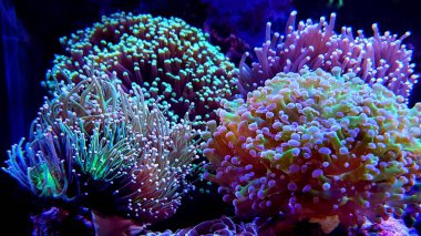 Euphyllia Derma lps mercan içinde saltwater akvaryum 