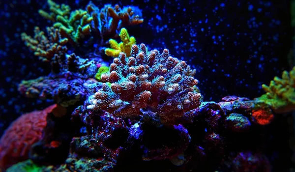 Acropora Sps Mercan Tuzlu Resif Akvaryum Tankı — Stok fotoğraf