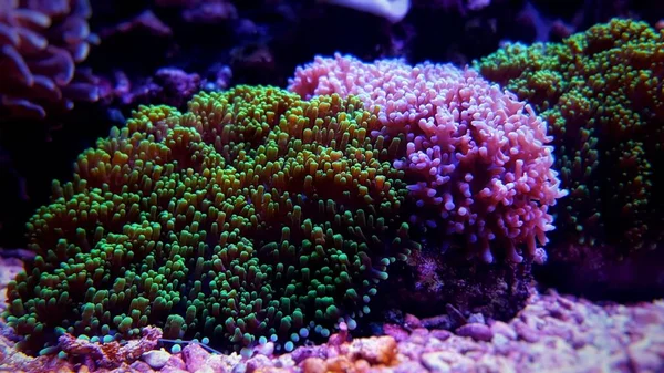 Quarium リーフタンクのきのこ珊瑚 — ストック写真