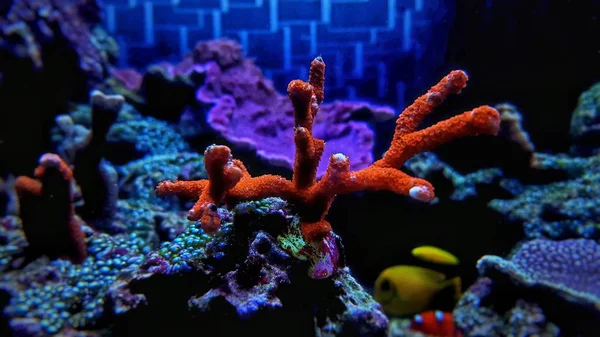 Montipora Sps Coral Saltwater Reef Aquarium Tank — Stock Photo, Image