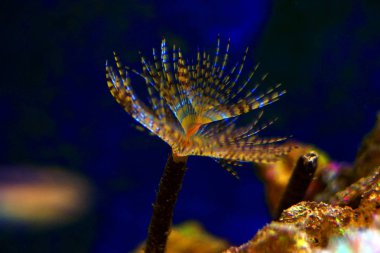 Sea tube worm in aquarium clipart