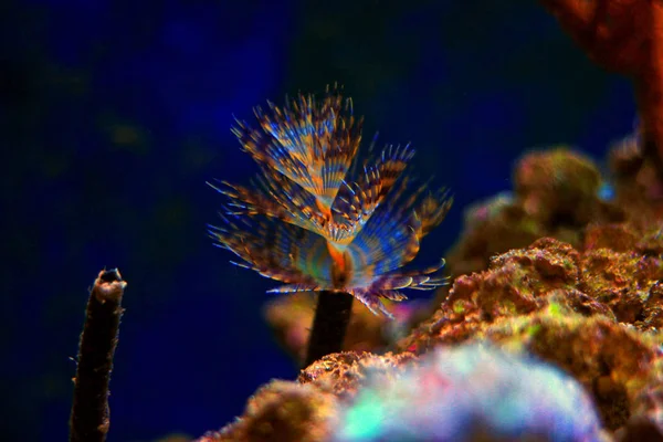 Deniz tüp solucanı akvaryum