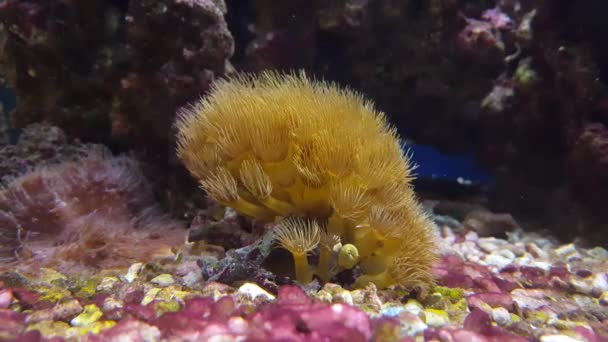 Zoanthus Pólipos Coral Colonia Tanque Acuario Arrecife — Vídeos de Stock