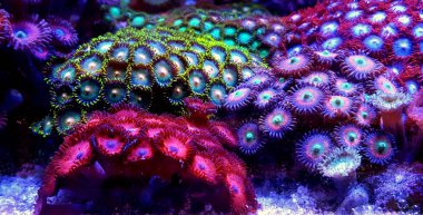 Zoanthus polip, kolonimizde mercan resif akvaryum tankı