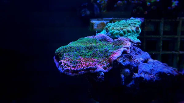 Montipora Sps Korall Reef Akvarium Tank — Stockfoto