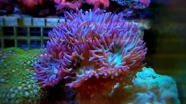 Дункан Ипс Коралл Аквариуме — стоковое фото