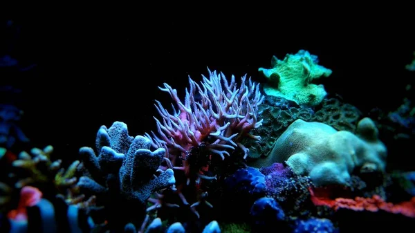 Coral Pássaro Rosa Seriatopora Hystrix — Fotografia de Stock